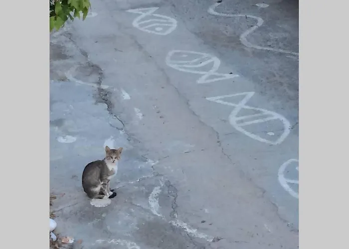 The Red-fish House شقة